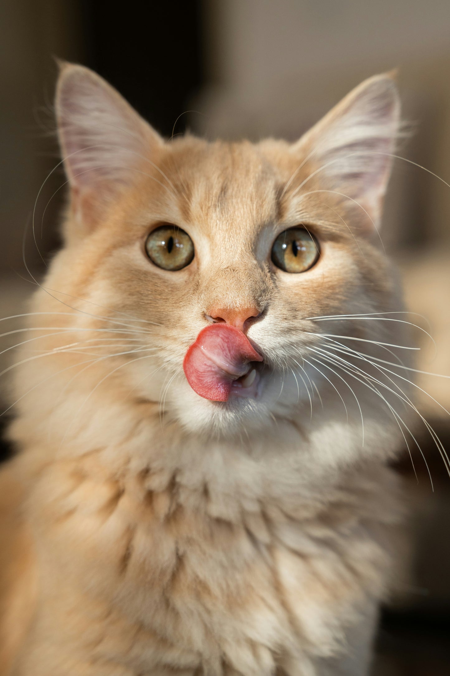 MeowFlow-Wasserspender™